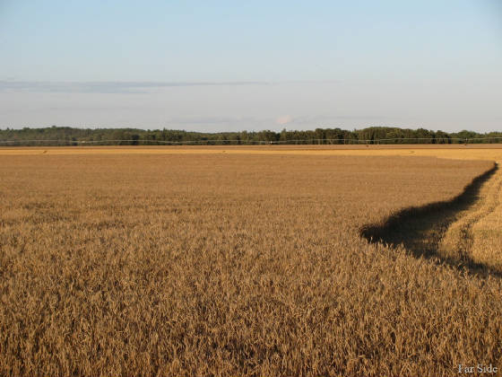 Amber-Waves-of-Grain.jpg
