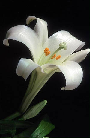 EasterLily3.jpg