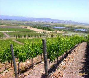 SanFranciscoWineCountry.jpg