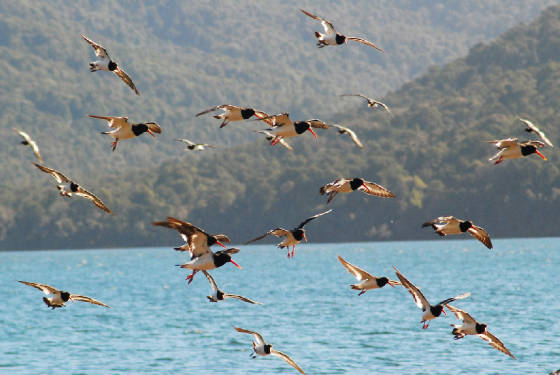 birdflock1.jpg