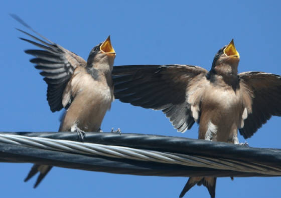 birds-singing1.jpg