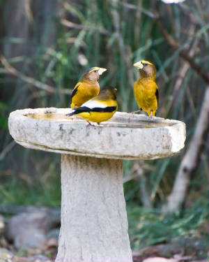 birdssinging8evening-grosbeaks-birds-singing-coccothraustes-vespertinus_w580_h725.jpg
