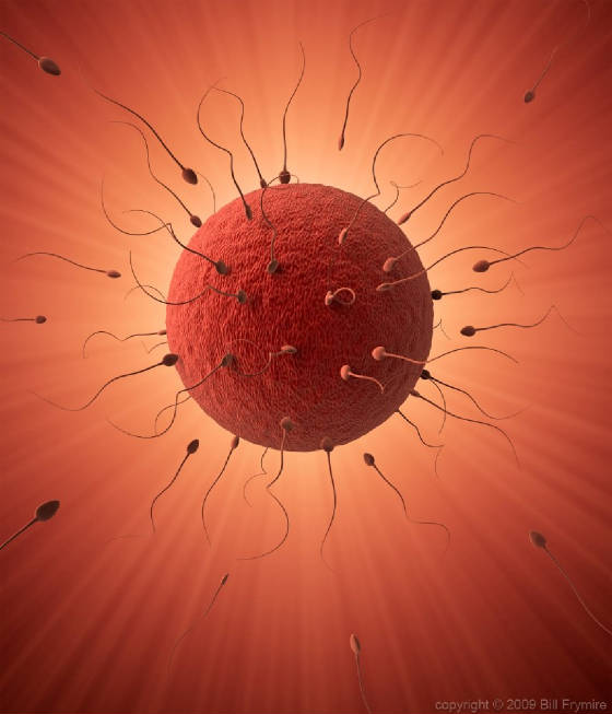 conception12.jpg