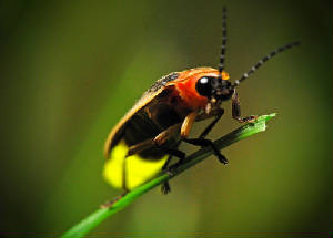fireflies8.jpg