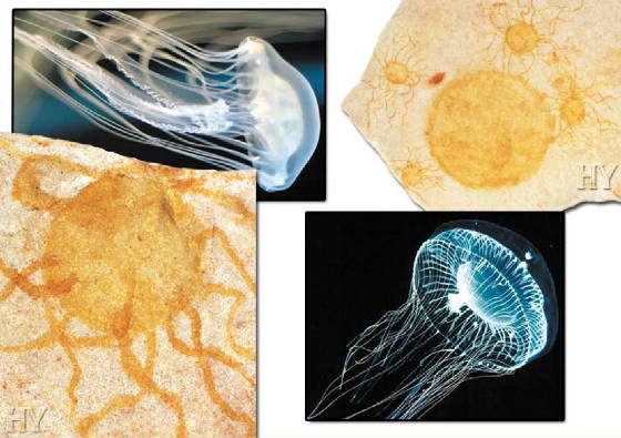 fossiljellyfish1.jpg