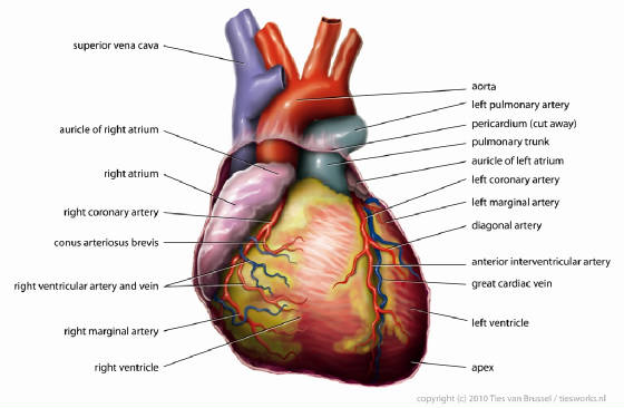 heart.jpg