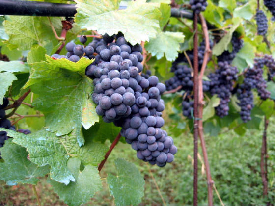 vineyard1.jpg