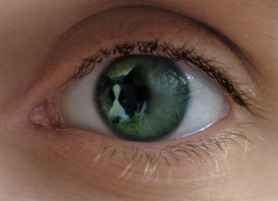 Appleeye1.jpg