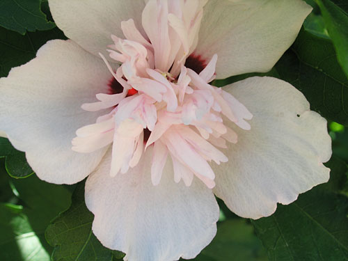 Blushing-Bride-Rose-of-Shar13.jpg