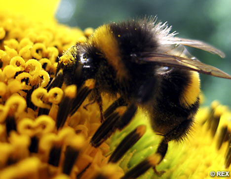 BumbleBeeREX1.jpg