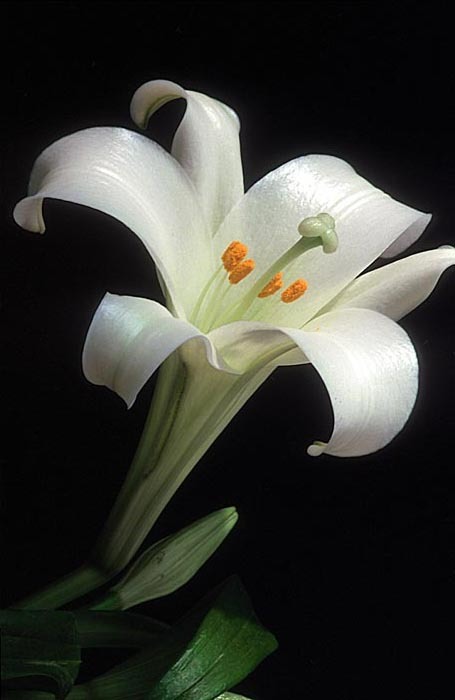 EasterLily3.jpg