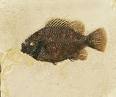 FOSSILFISH5.jpg