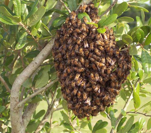 beeswarm1.jpg