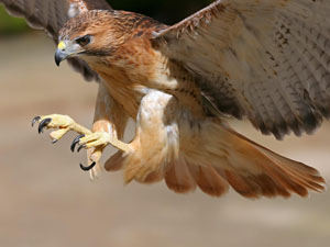 birdofprey1.jpg