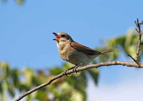 Bird Sings