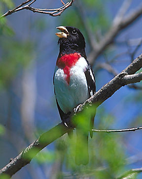birdsinging4.jpg