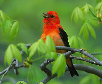 birdsinging6.jpg