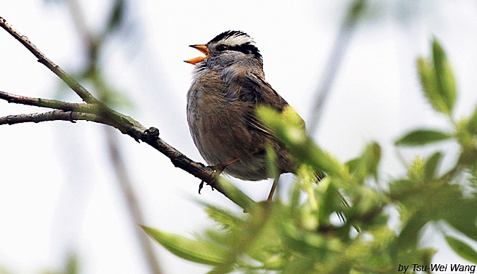 birdssingingwhite_crowned_2.jpg