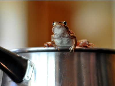 boilfrog10.jpg