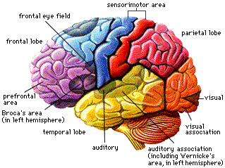 brain3.gif