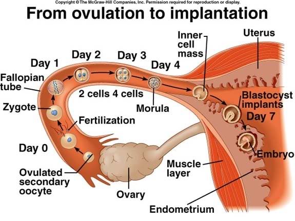 conception1.jpg