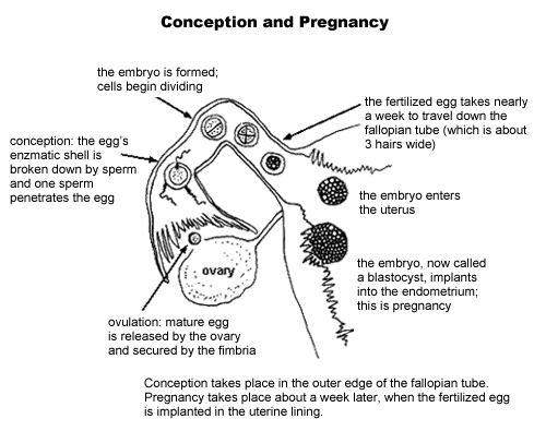 conception10.gif