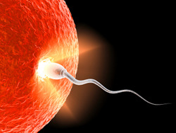 conception4.jpg