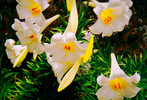 easterlilies2.jpg