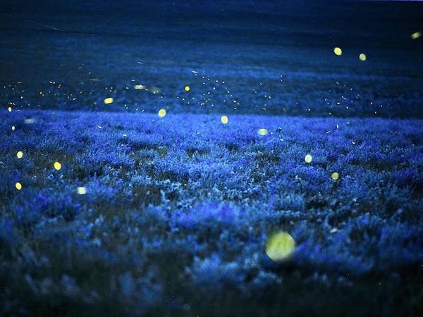 fireflies1.jpg