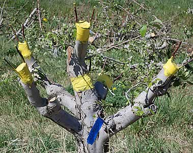 graftingapple.jpg