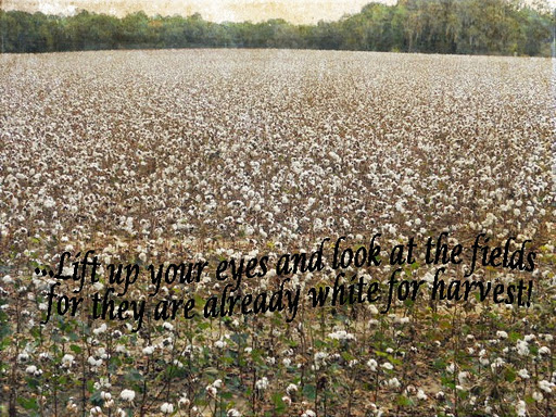 harvestfields.jpg