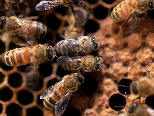 honeybee2.jpg