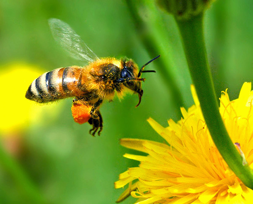 honeybees5.jpg
