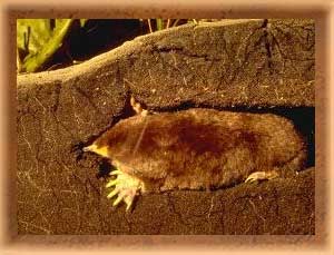 mole5.jpg