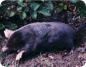 mole6.jpg