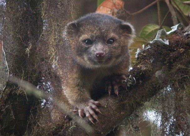 olinguito-1.jpg