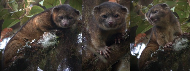 olinguito-3..jpg