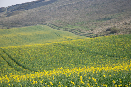peaceful-field.jpg