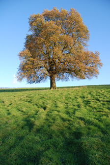 peaceful-tree.jpg
