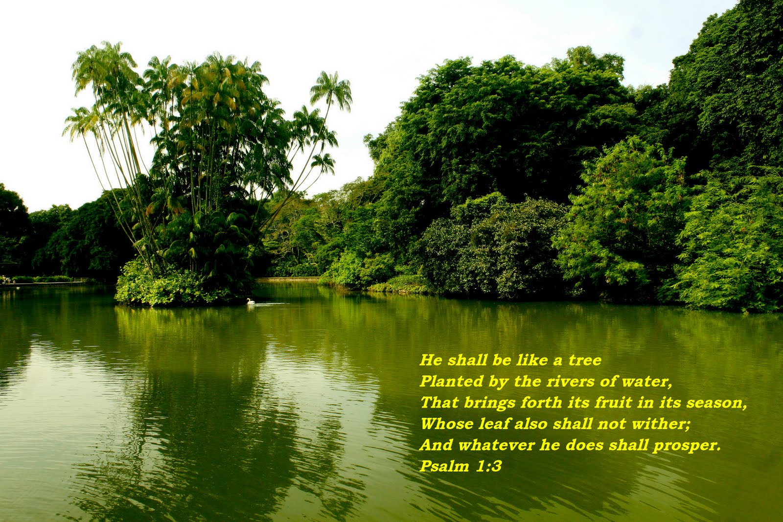 psalm1.jpg