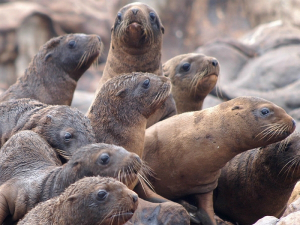 sealionpups.jpg