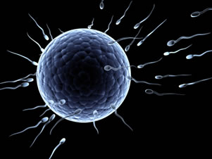 spermegg1.jpg