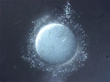 spermegg13.jpg