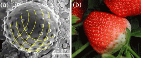 spiralstraberry.gif
